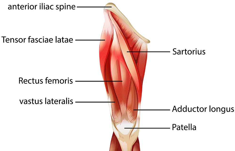 Anatomy of The Human Quadricep Muscles