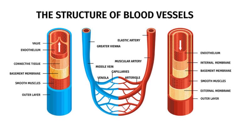 Navigating the Pathways: Exploring Vascular System Adaptation