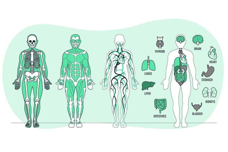 Cracking the Code: Inside Look at Endocrine Glands Functions