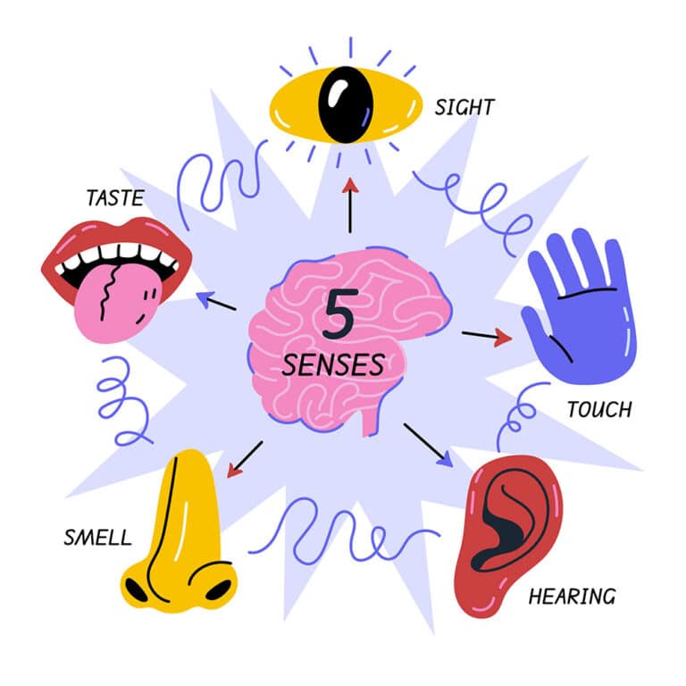 The Complex World of Sensory Processing and Integration