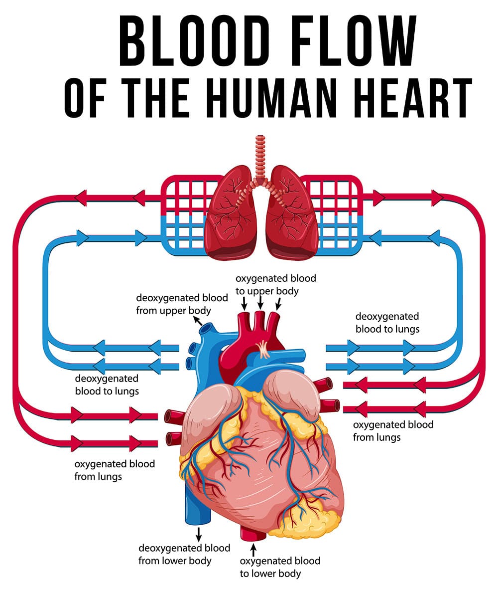 Dive into the Heart: Demystifying Blood Flow Dynamics and Heart Function